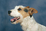 hundefotos parson_russell_terrier
