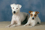 hundefotos parson_russell_terrier