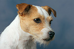hundefotos parson_russell_terrier