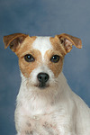 hundefotos parson_russell_terrier