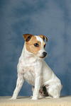hundefotos parson_russell_terrier
