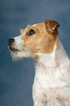 hundefotos parson_russell_terrier