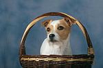 hundefotos parson_russell_terrier