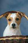 hundefotos parson_russell_terrier