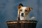 hundefotos parson_russell_terrier