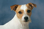 hundefotos parson_russell_terrier