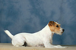 hundefotos parson_russell_terrier