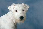hundefotos parson_russell_terrier