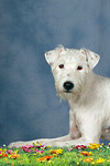 hundefotos parson_russell_terrier