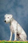 hundefotos parson_russell_terrier