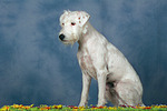 hundefotos parson_russell_terrier