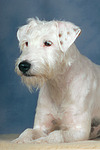 hundefotos parson_russell_terrier