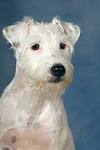 hundefotos parson_russell_terrier