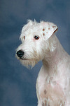 hundefotos parson_russell_terrier