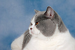 katzenfotos britisch_kurzhaar