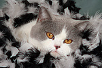 katzenfotos britisch_kurzhaar