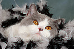 katzenfotos britisch_kurzhaar