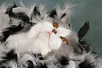 katzenfotos britisch_kurzhaar