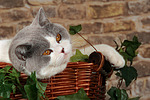 katzenfotos britisch_kurzhaar