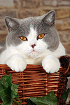 katzenfotos britisch_kurzhaar
