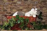 katzenfotos britisch_kurzhaar
