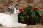 katzenfotos britisch_kurzhaar