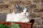 katzenfotos britisch_kurzhaar