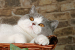 katzenfotos britisch_kurzhaar