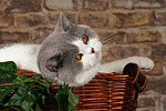 katzenfotos britisch_kurzhaar