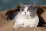 katzenfotos britisch_kurzhaar