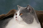 katzenfotos britisch_kurzhaar