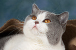 katzenfotos britisch_kurzhaar