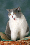katzenfotos britisch_kurzhaar