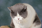 katzenfotos britisch_kurzhaar