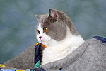 katzenfotos britisch_kurzhaar