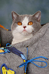 katzenfotos britisch_kurzhaar