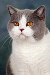katzenfotos britisch_kurzhaar