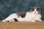 katzenfotos britisch_kurzhaar