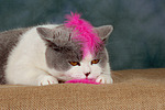 katzenfotos britisch_kurzhaar