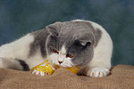 katzenfotos britisch_kurzhaar