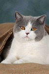 katzenfotos britisch_kurzhaar