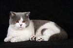 katzenfotos britisch_kurzhaar