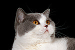 katzenfotos britisch_kurzhaar