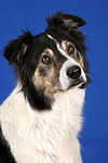hundefotos border_collie