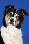 hundefotos border_collie