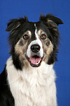 hundefotos border_collie