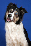 hundefotos border_collie