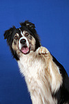 hundefotos border_collie
