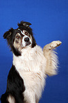 hundefotos border_collie