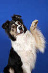 hundefotos border_collie